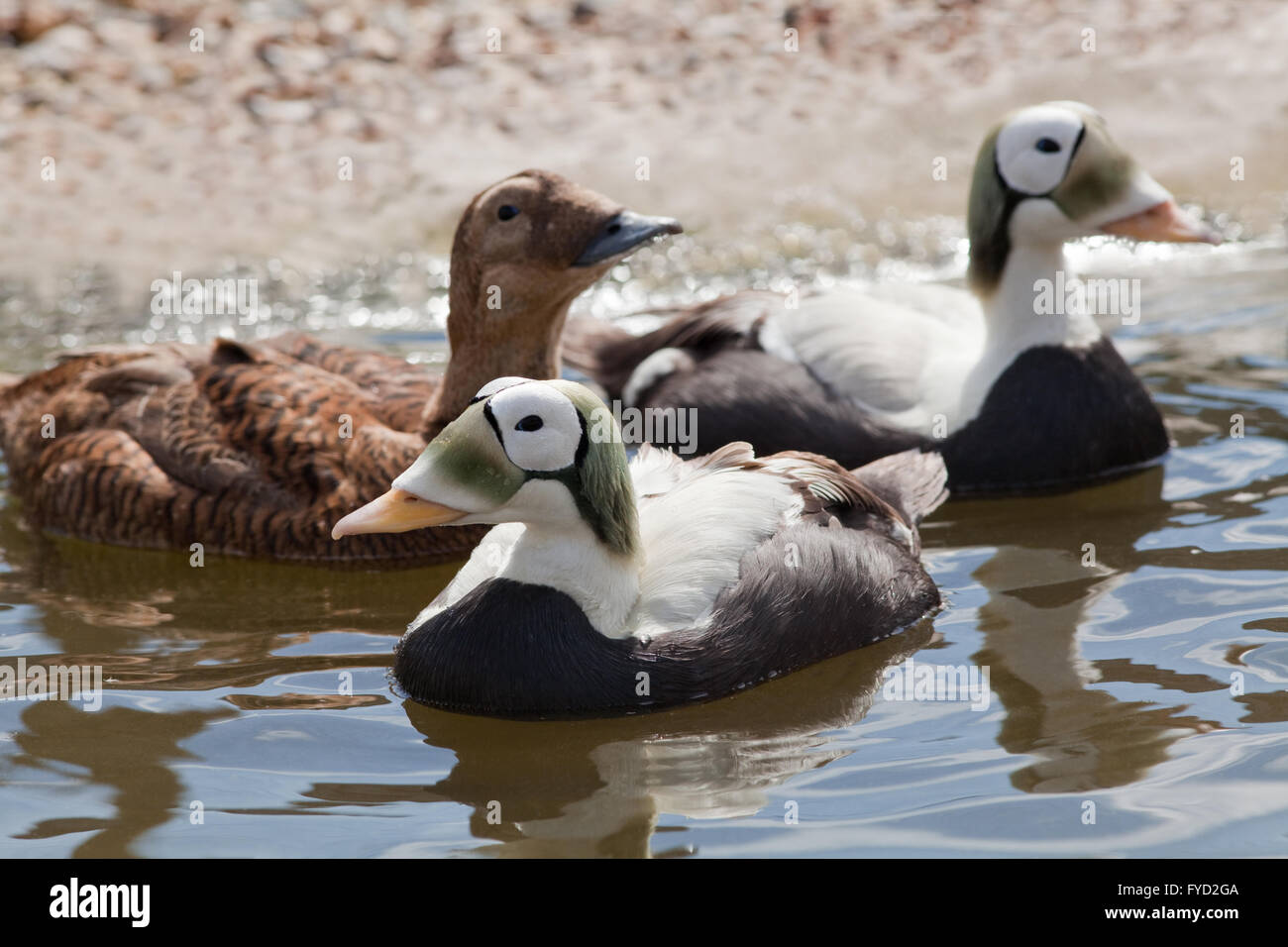 Ours à lunettes (Eider Somateria fischeri). Banque D'Images