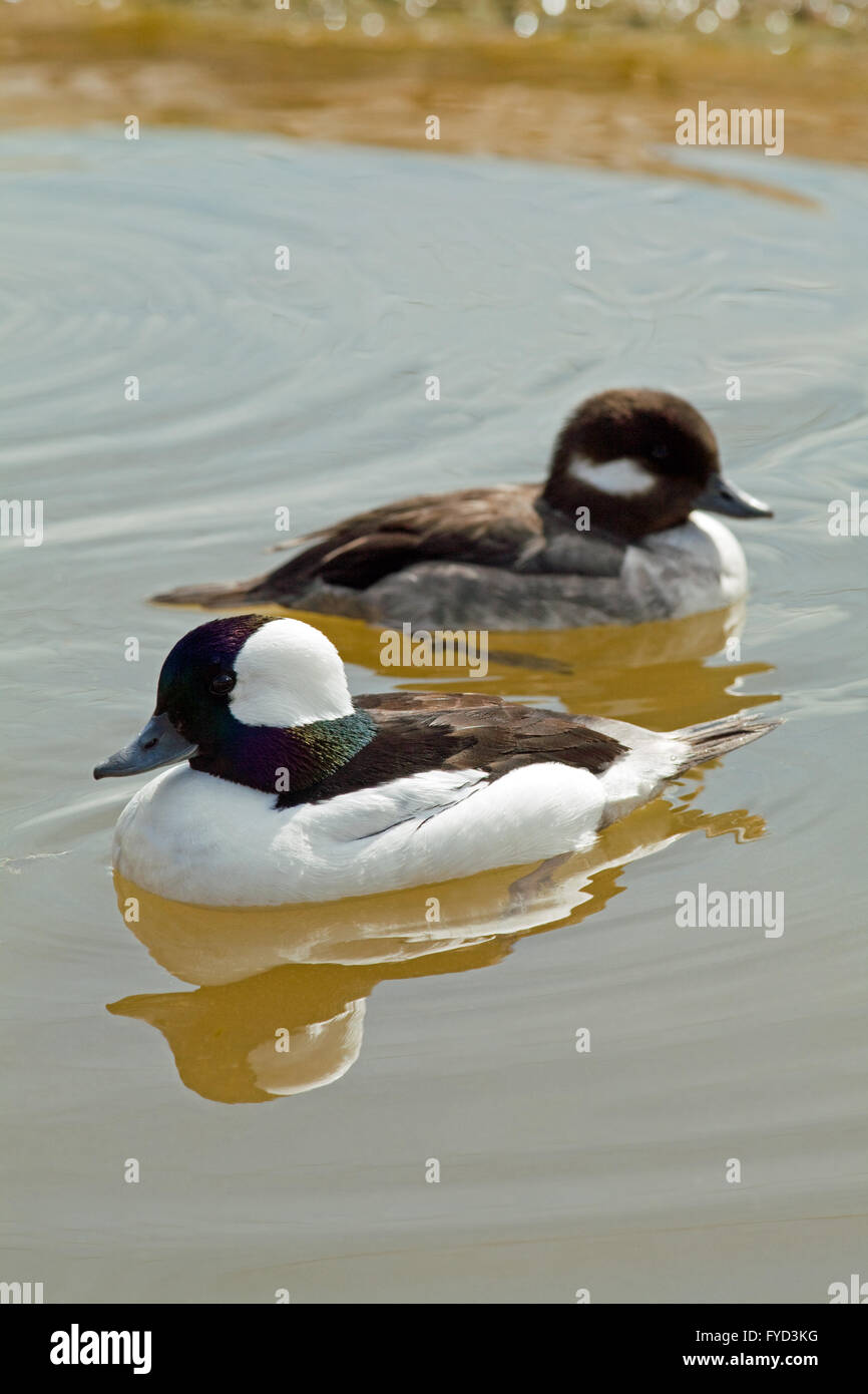 Le petit garrot (Bucephala albeola). Paire. Les canards plongeurs de l'Amérique du Nord. Drake ou mâles avant. Banque D'Images