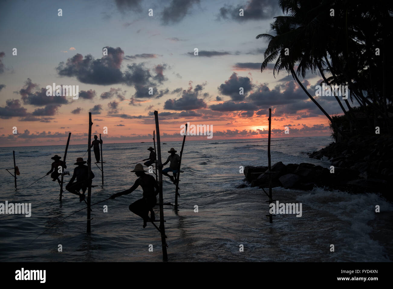 Les pêcheurs assis sur une barre transversale appelée petta, pratiquer la pêche à Weligama sur pilotis dans la province du sud du Sri Lanka. Banque D'Images