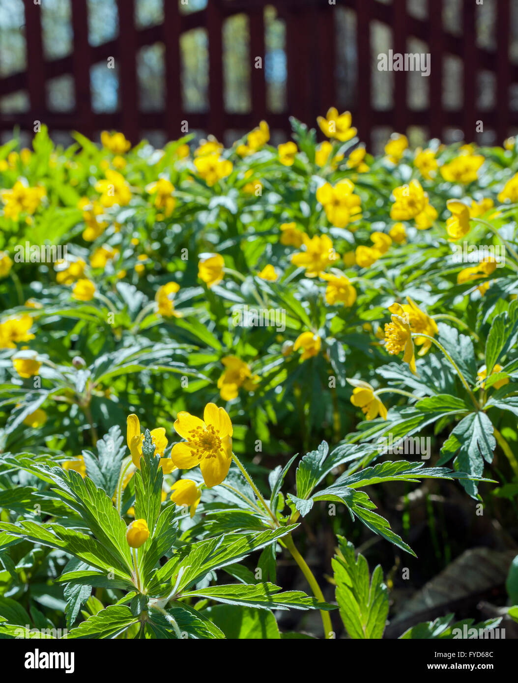 Anémone jaune (Anemone ranunculoides) Banque D'Images