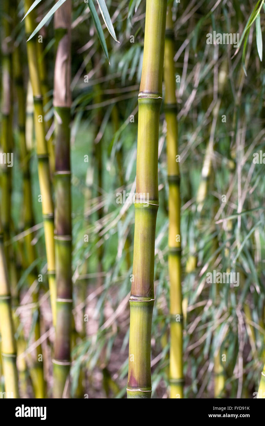 Chusquea breviglumis tiges au printemps. Tiges de bambou géant. Banque D'Images