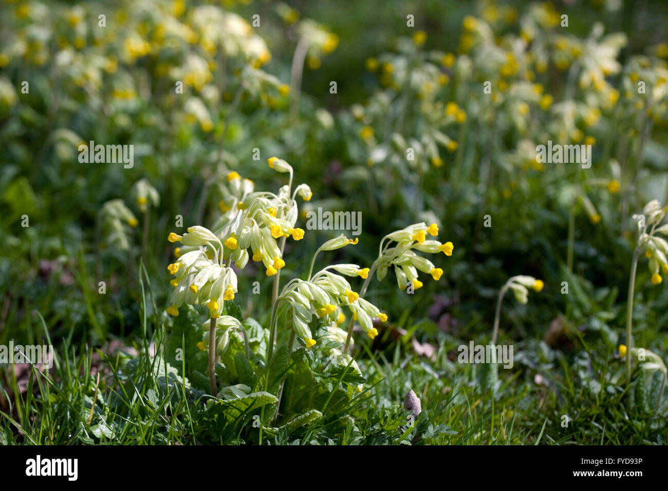 De plus en plus dans un anglais Cowslips jardin. Banque D'Images