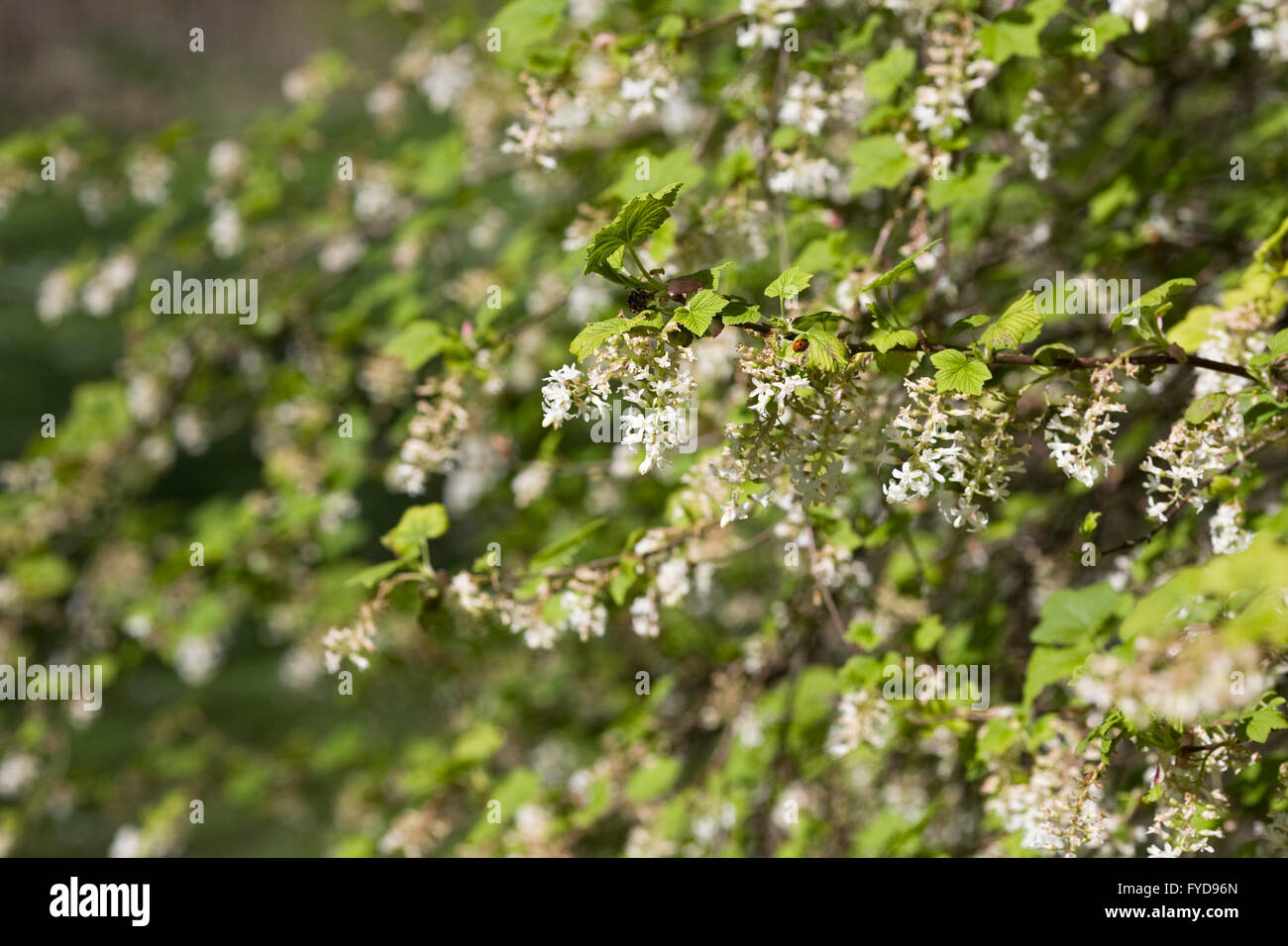 Ribes sanguineum poussant dans un jardin boisé. Groseillier à fleurs au début du printemps. Banque D'Images