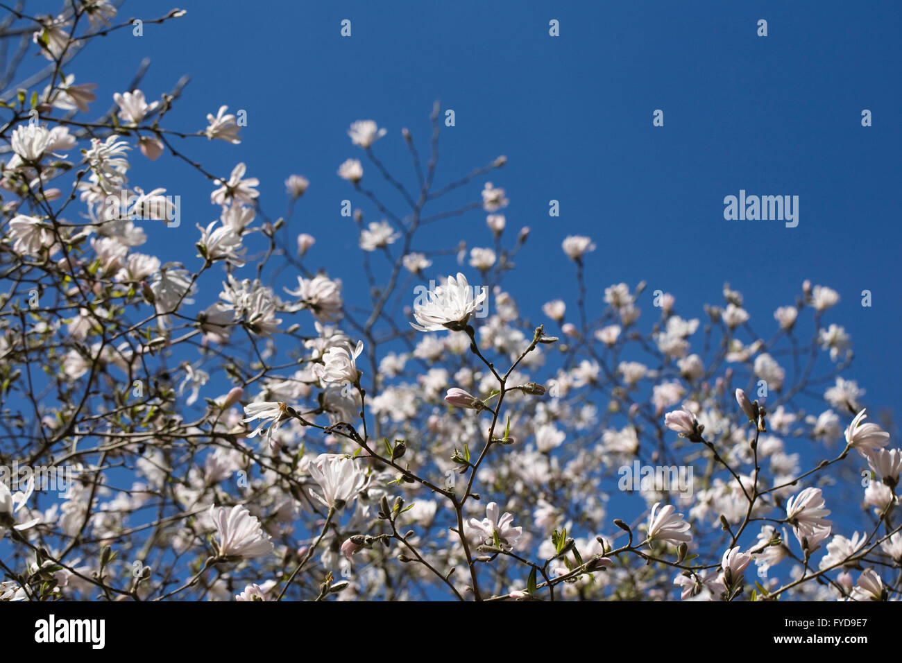 Magnolia stellata 'Roi' Rose Blossom. Banque D'Images