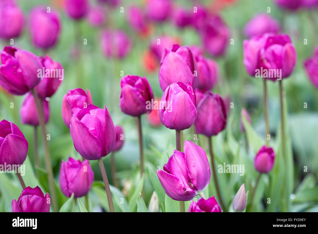 Tulipa 'Negrita' fleurit au printemps. Banque D'Images