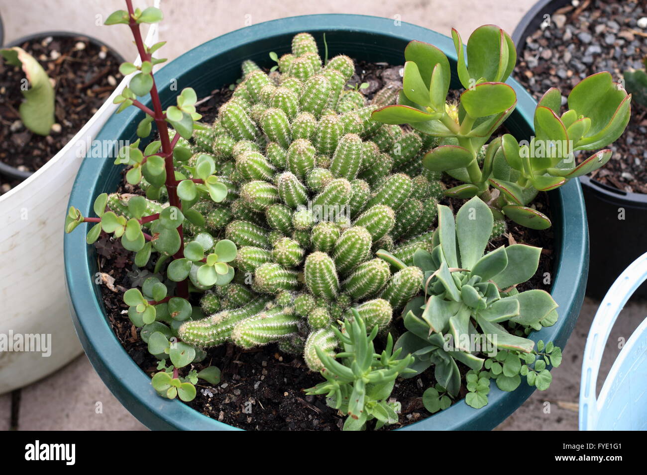 Variétés de cactus et succulentes en pot - Echinopsis chamaecereus, Jade plant, de l'argent et de plantes Echeveria Banque D'Images