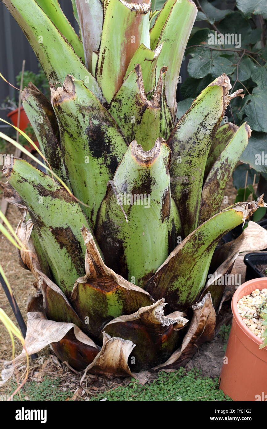 Close up image de l'Ensete ventricosum, tronc sans feuilles de bananier d'Abyssinie Banque D'Images