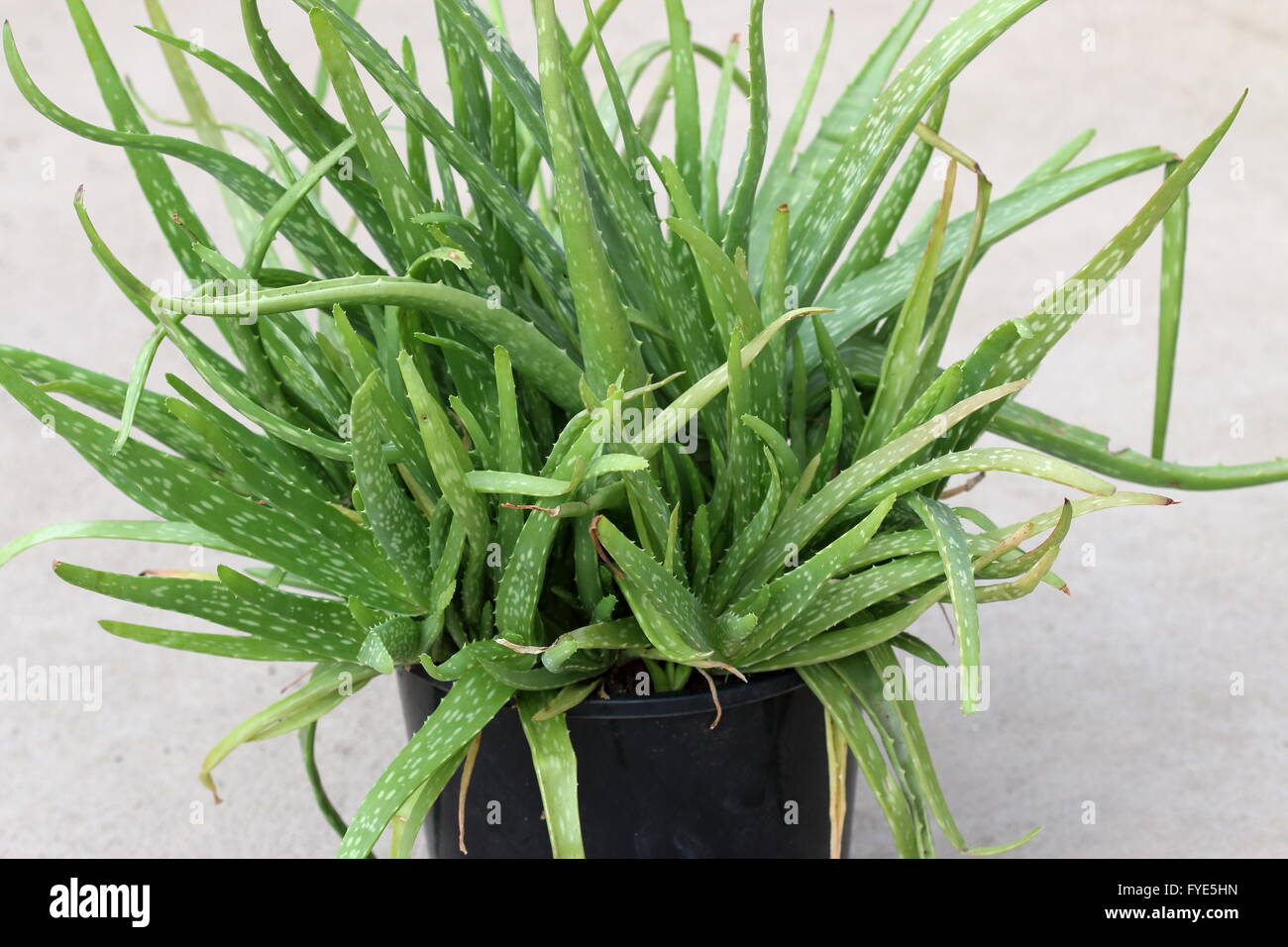 L'Aloe vera est envahi par les plantes dans un pot Banque D'Images