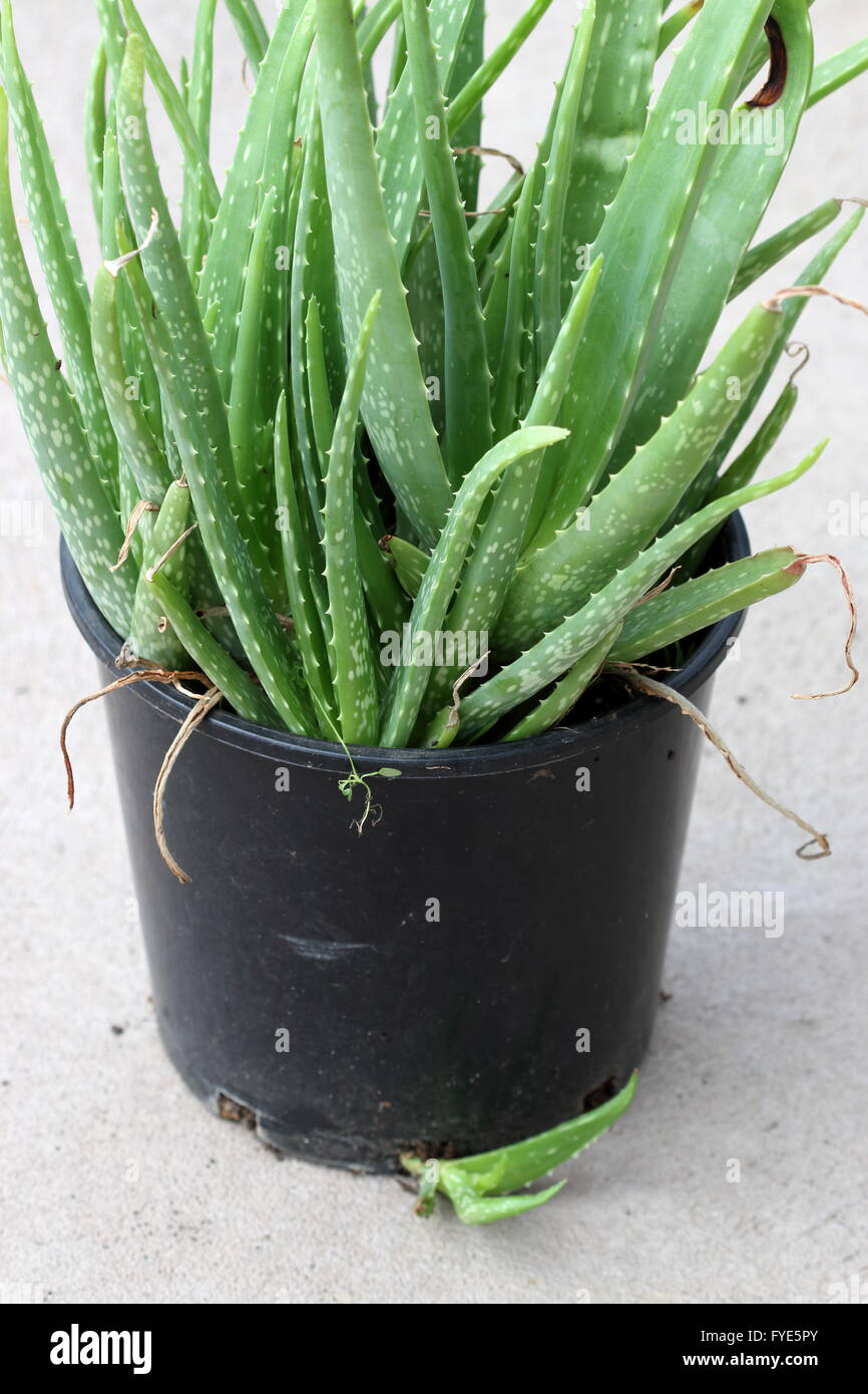 L'Aloe vera est envahi par les plantes dans un pot Banque D'Images