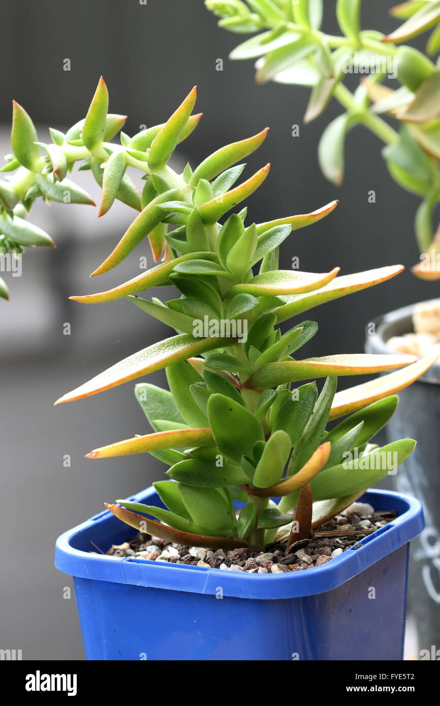 Close up de Crassula Capitella Camp de plus en plus succulents dans un pot Banque D'Images