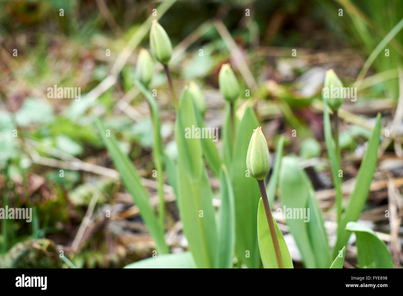 Tulip boutons de fleurs au printemps, parterre de fleurs. UK. Banque D'Images