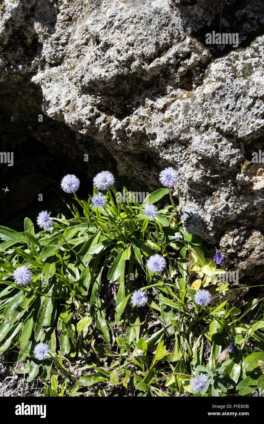 Daisy, Globularia nudicaulis Globe, Asturias, Espagne. Avril. Banque D'Images