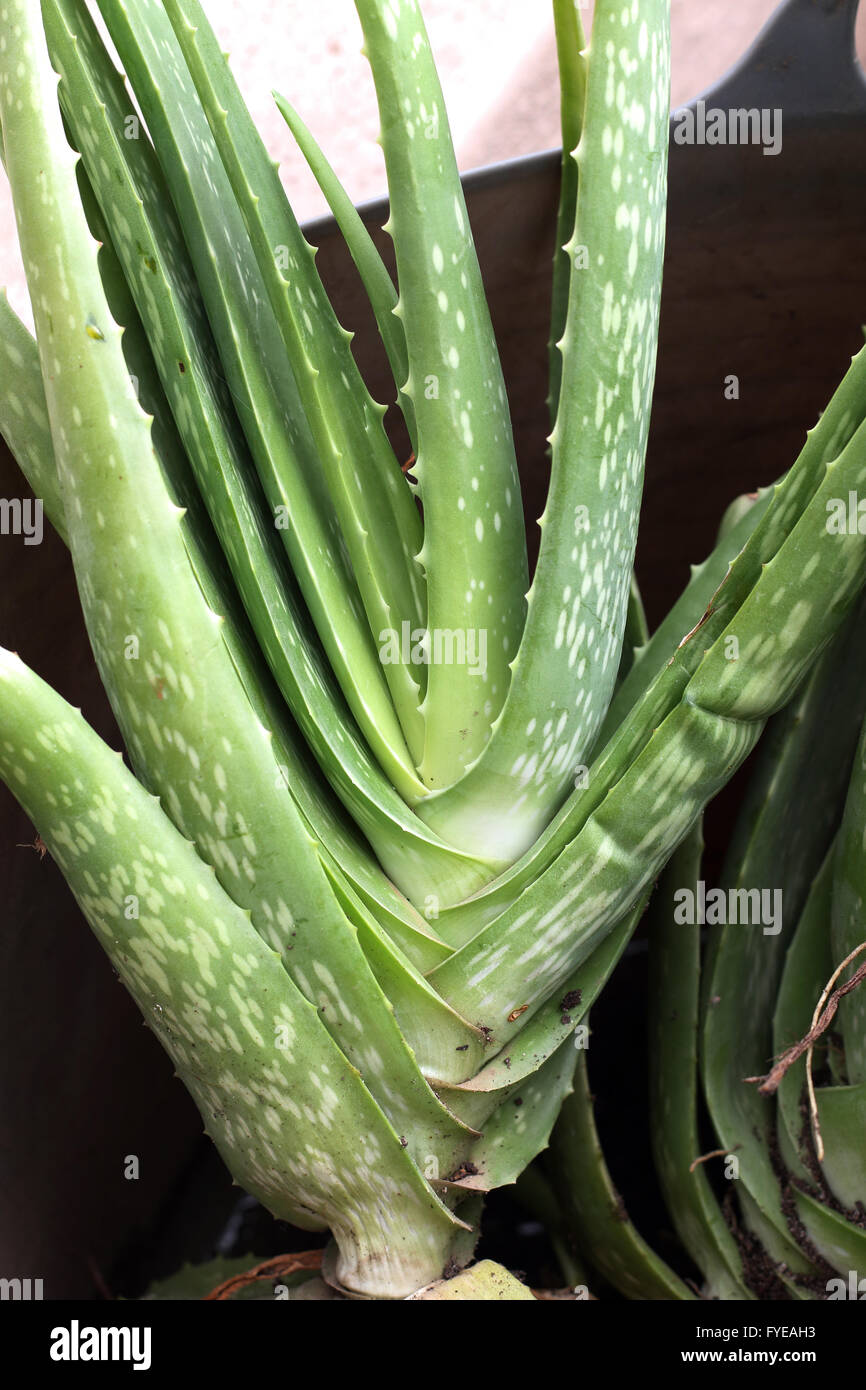 Close up fresh Aloe Vera plante médicale Banque D'Images