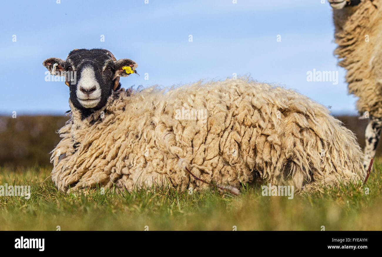 Swaledale moutons dans un champ à la recherche de l'appareil photo. l'agnelle a des cornes avec cette race. Banque D'Images