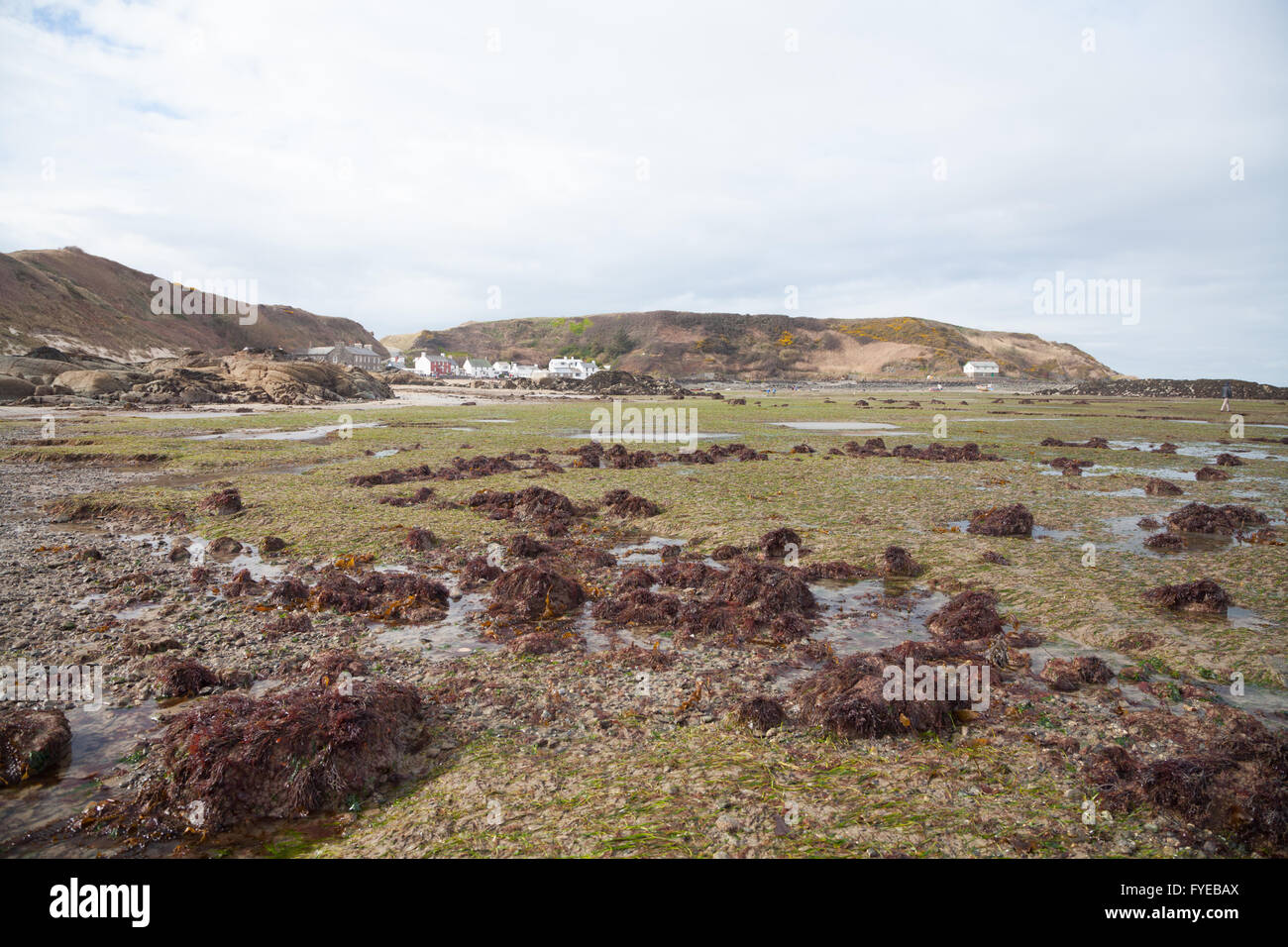 Algues vertes et les plantes qui poussent dans les eaux peu profondes à marée basse à Morfa, Nefyn, Nefyn, Pwllheli Pen Llyn, au Pays de Galles un jour de printemps Banque D'Images