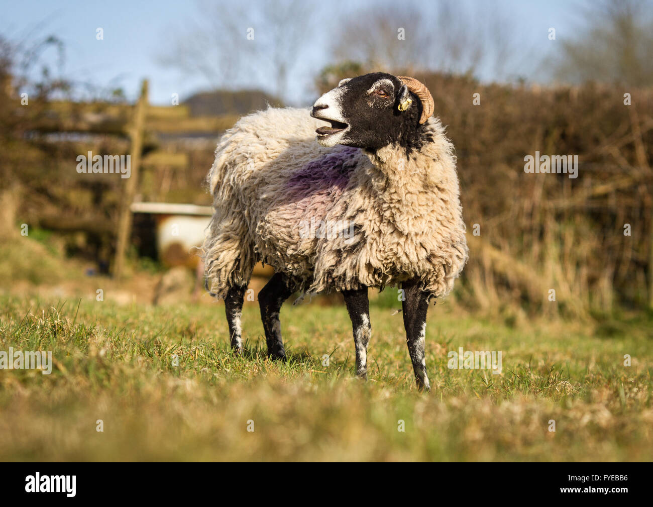 Dans un champ de moutons swaledale. bleeting l'agnelle a des cornes avec cette race. Banque D'Images