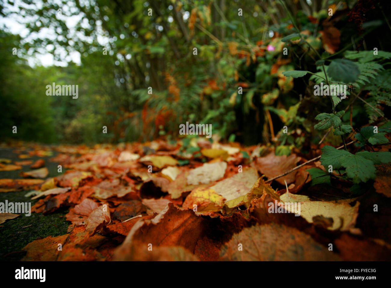 Les feuilles d'automne en saison Banque D'Images