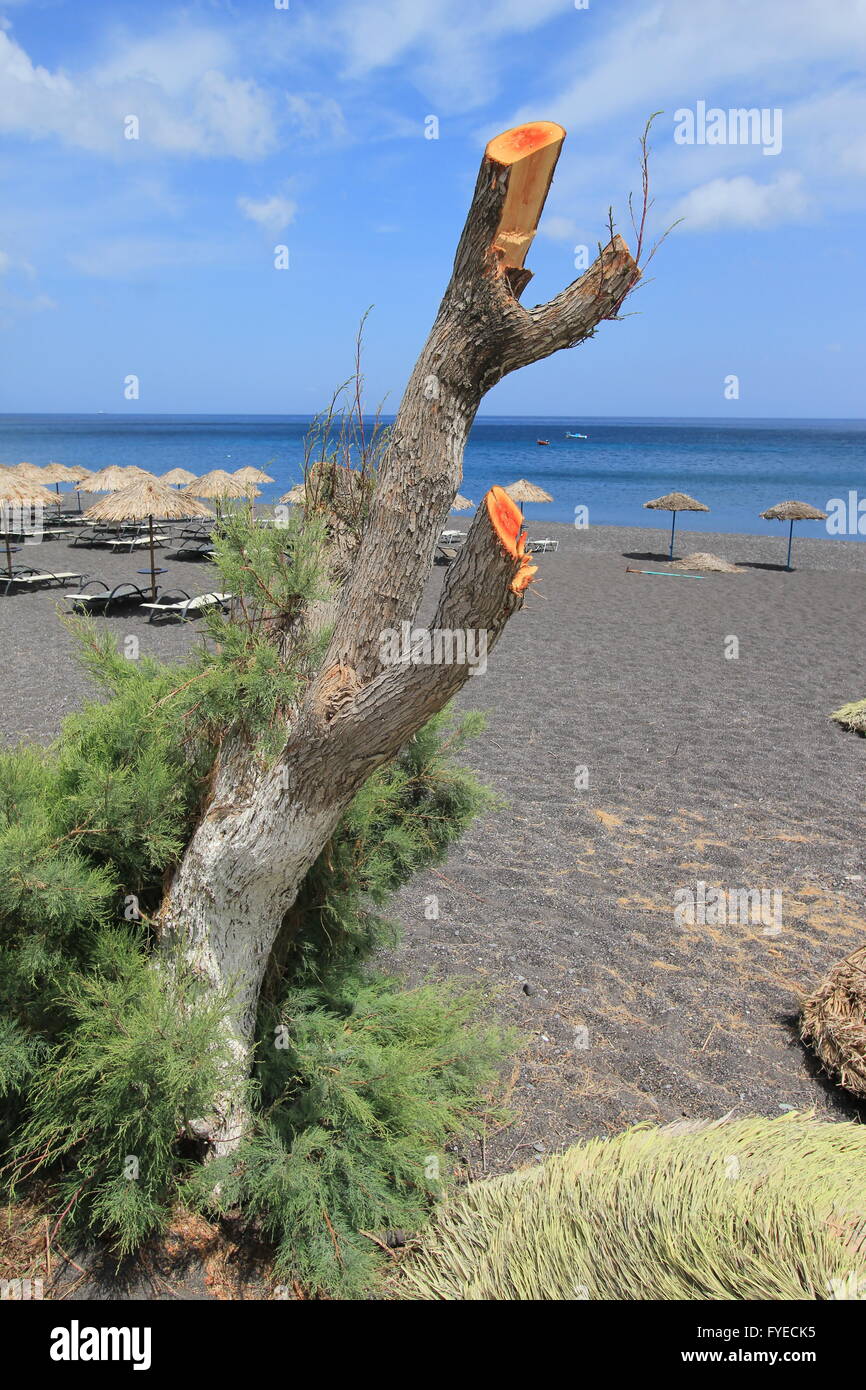 Tronc mort à plage noire de Kamari, Santorini, Gr Banque D'Images