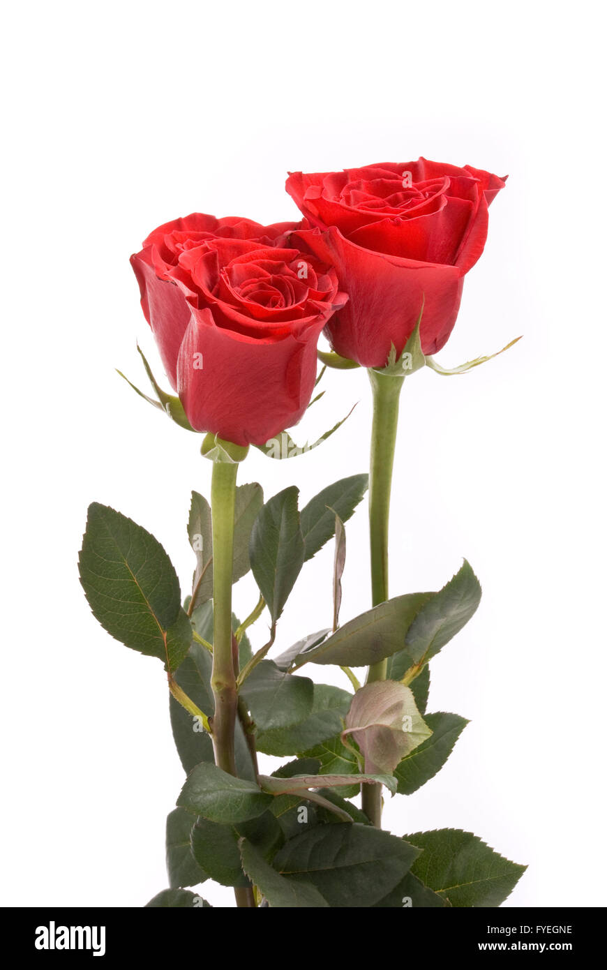 Roses rouges sur fond blanc un studio. Banque D'Images