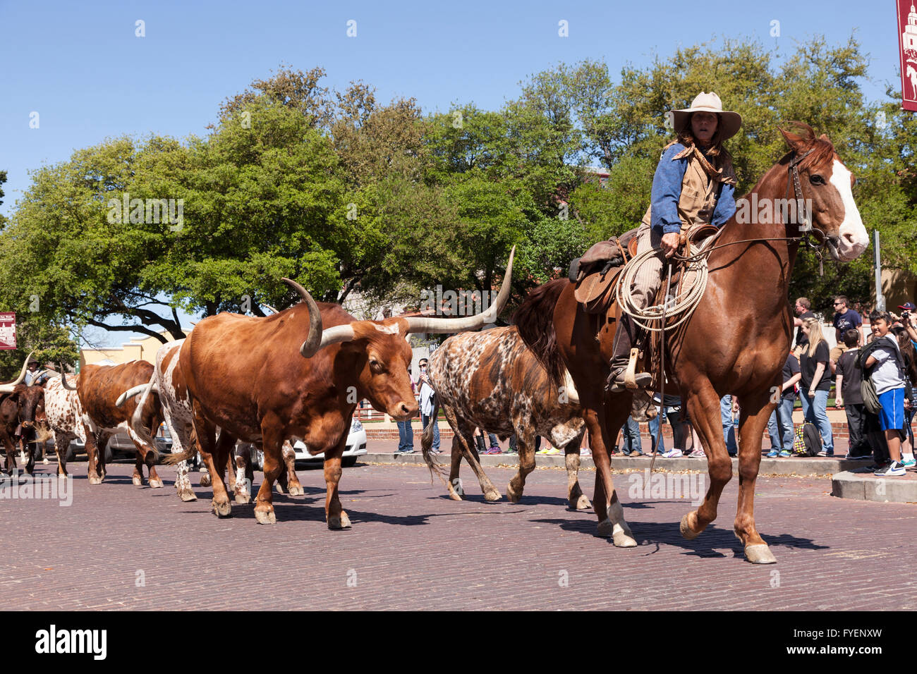 Cowboys et longhorns dans le Fort Worth Stockyards historic district. 6 avril 2016 à Fort Worth, Texas, USA Banque D'Images