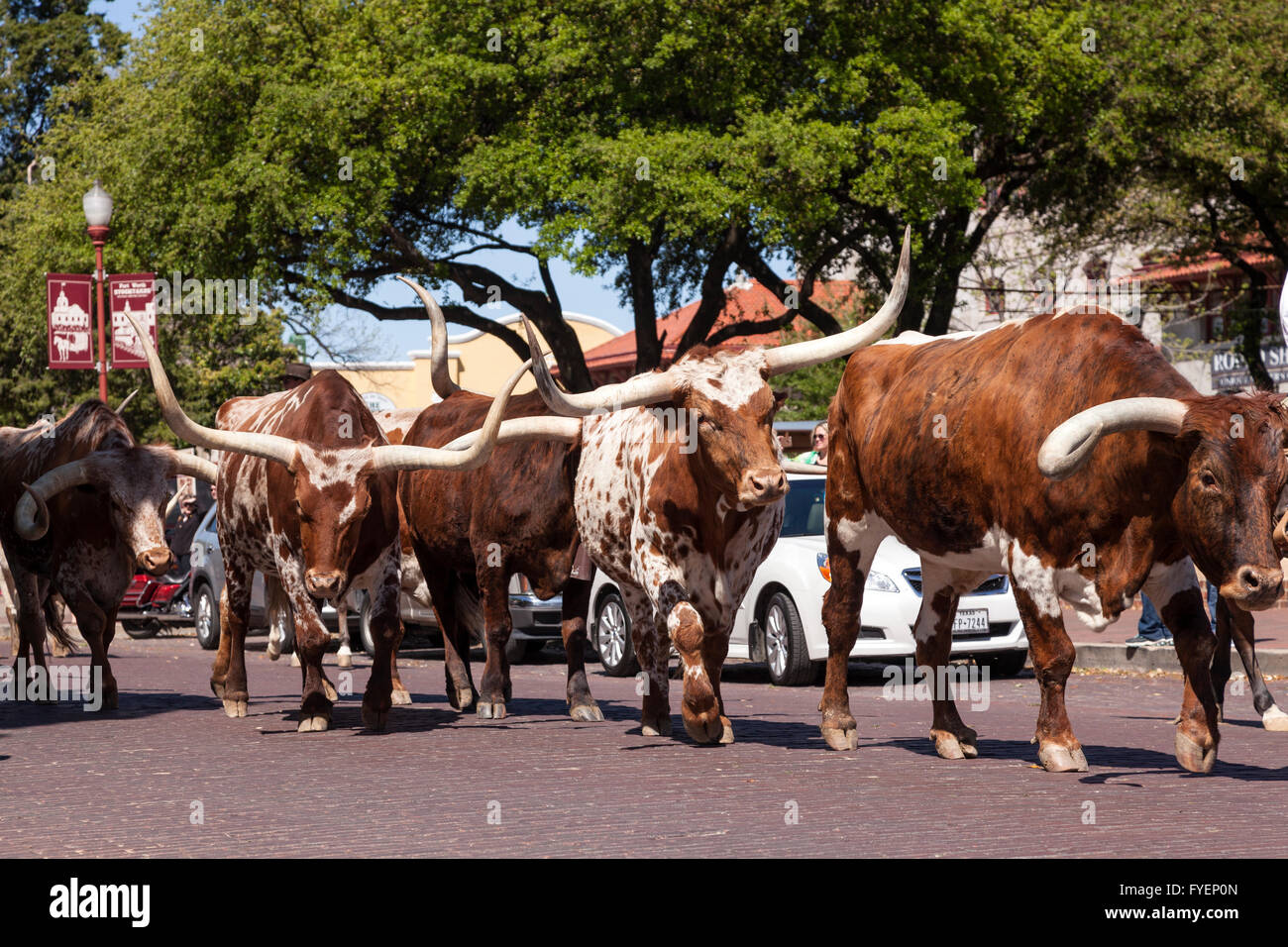 Longhorn bovins dans le Fort Worth Stockyards historic district. 6 avril 2016 à Fort Worth, Texas, USA Banque D'Images