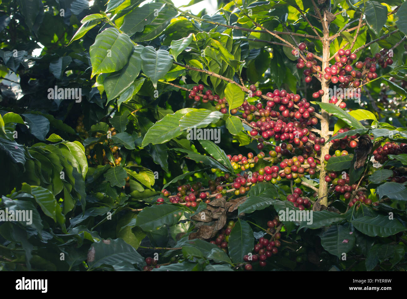 Café en grains mûrs sur l'arbre dans farm Banque D'Images