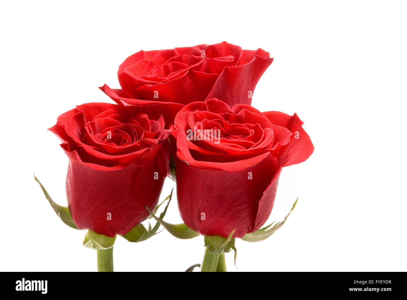 Roses rouges sur fond blanc un studio. Banque D'Images