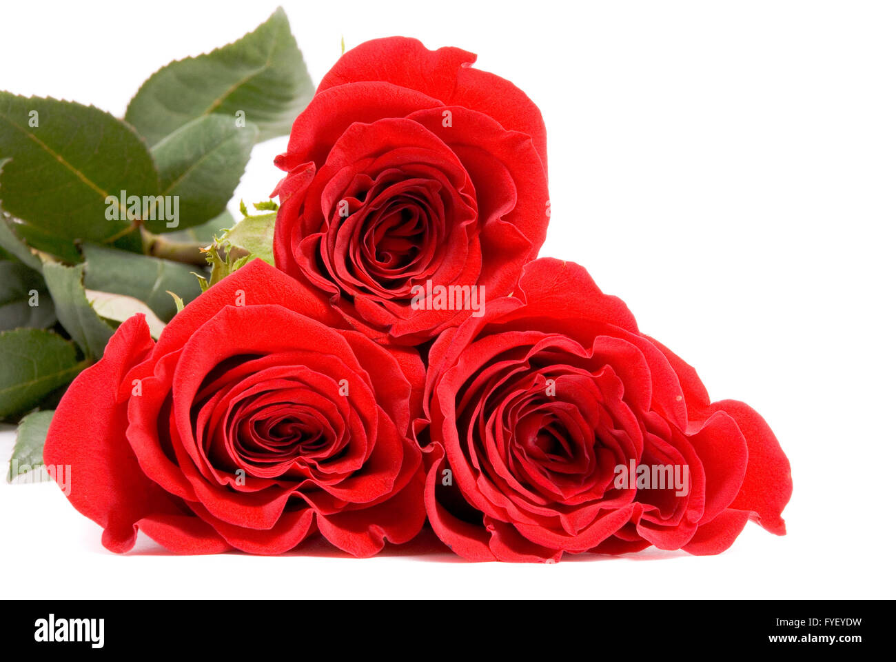 Roses rouges sur fond blanc un studio. Banque D'Images