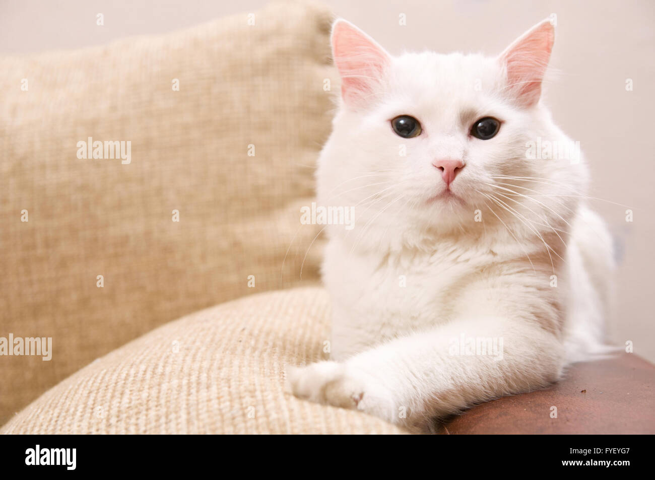 Turkish angora kitten Banque de photographies et d’images à haute ...