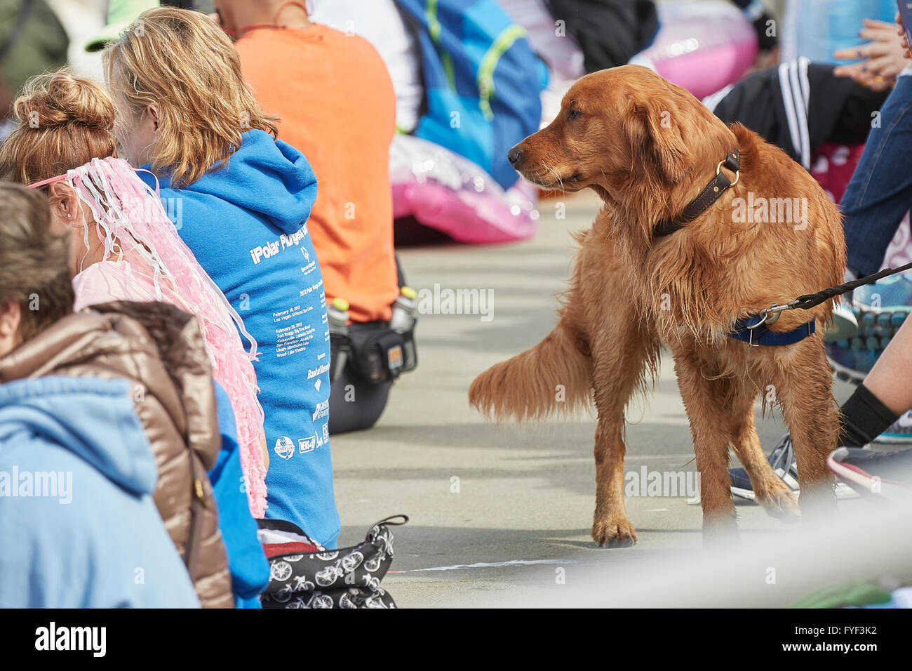 Un chien dans une foule de spectateurs à l'activité de bienfaisance 2016 Plongeon polaire à l'Aquatic Park, San Francisco. Banque D'Images