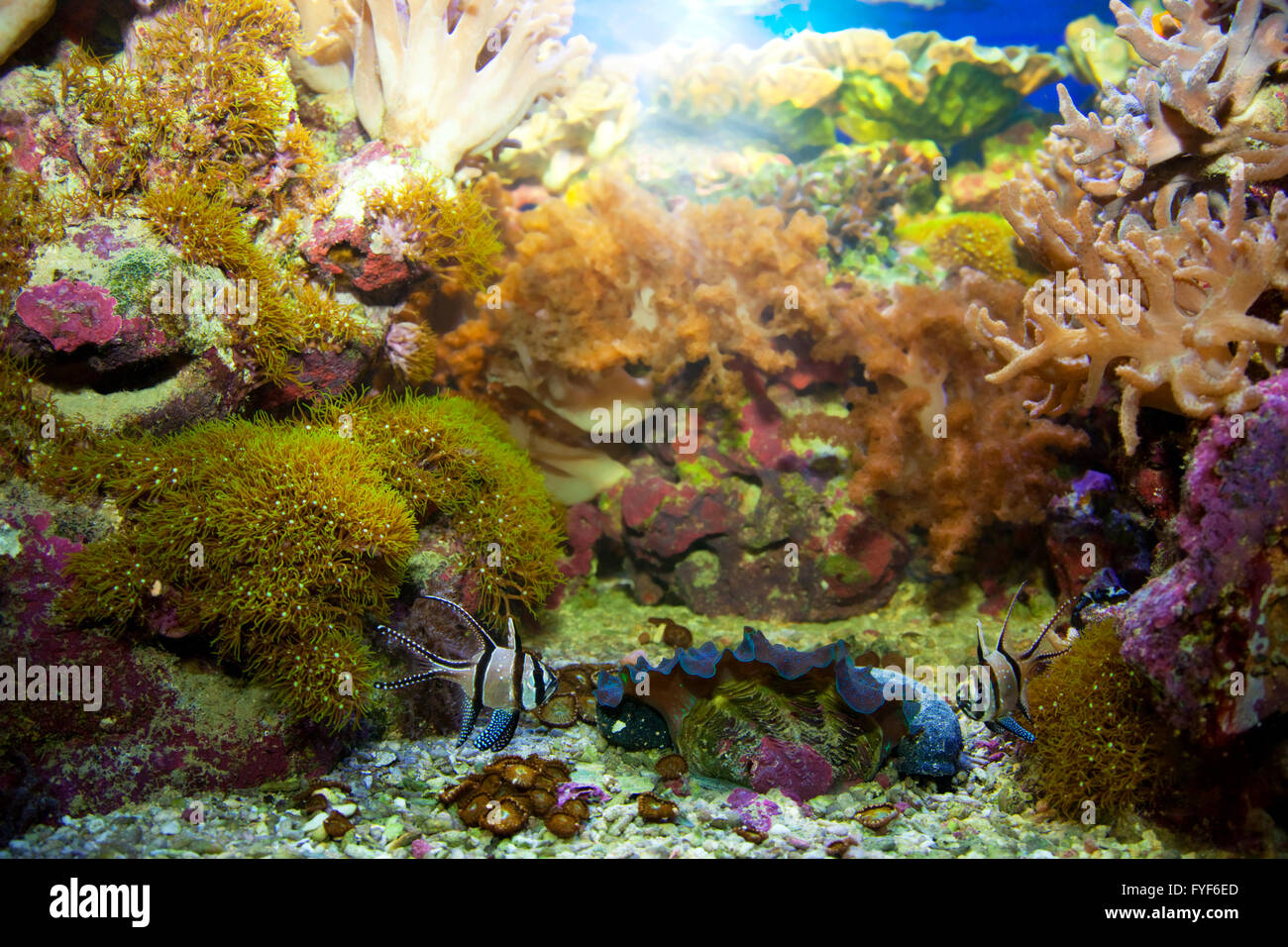 La vie sous-marine. Coral reef Banque D'Images