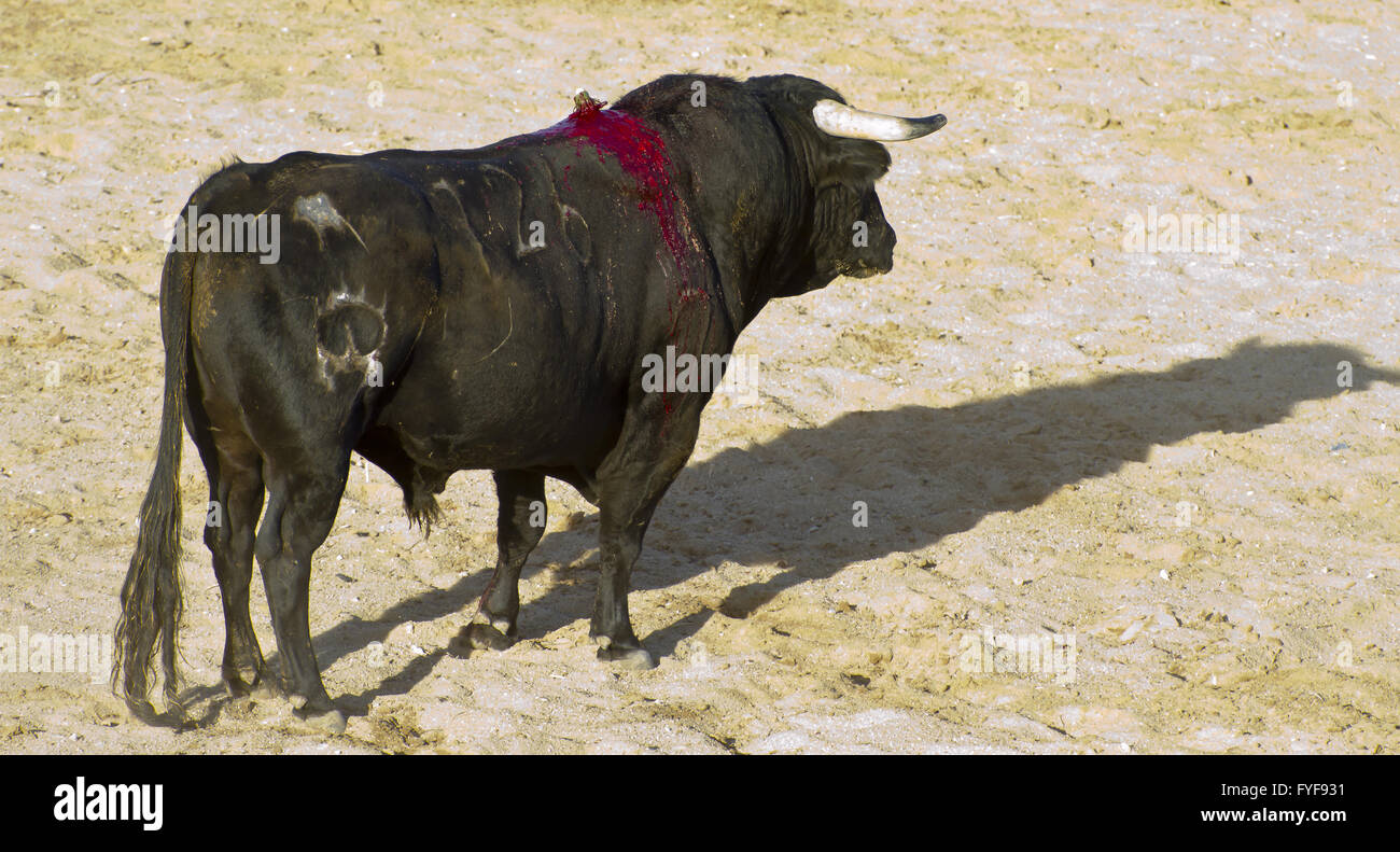 Bull fighting photo de l'Espagne. Black Bull Banque D'Images