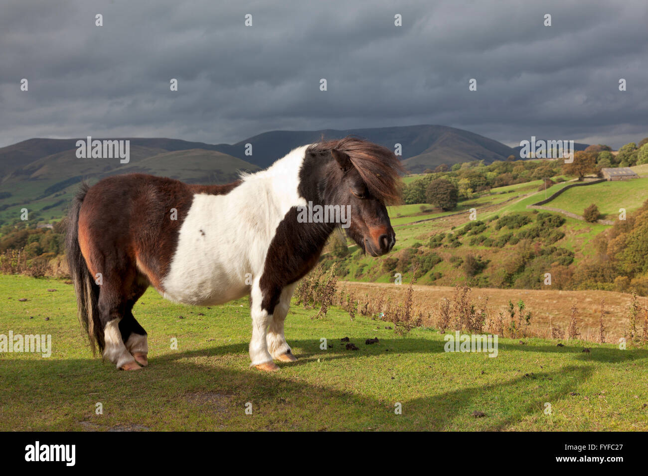 A chuté et Dales races de poneys se promènent en liberté dans le Yorkshire Dales Banque D'Images