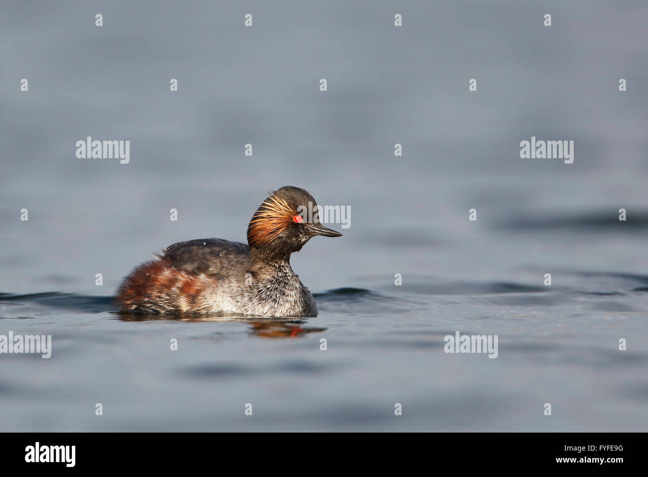 Grèbe à cou noir (Podiceps nigricollis) Nager dans l'eau, aux Pays-Bas Banque D'Images