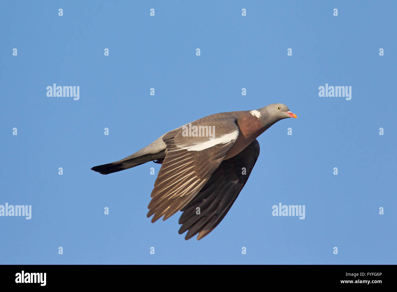 Bois commun pigeon (Columba palumbus) en vol Banque D'Images