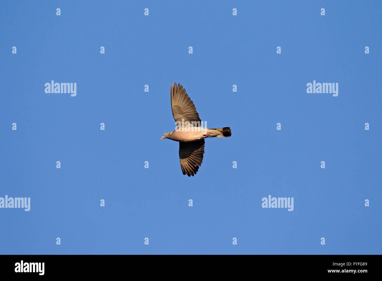 Bois commun pigeon (Columba palumbus) en vol Banque D'Images