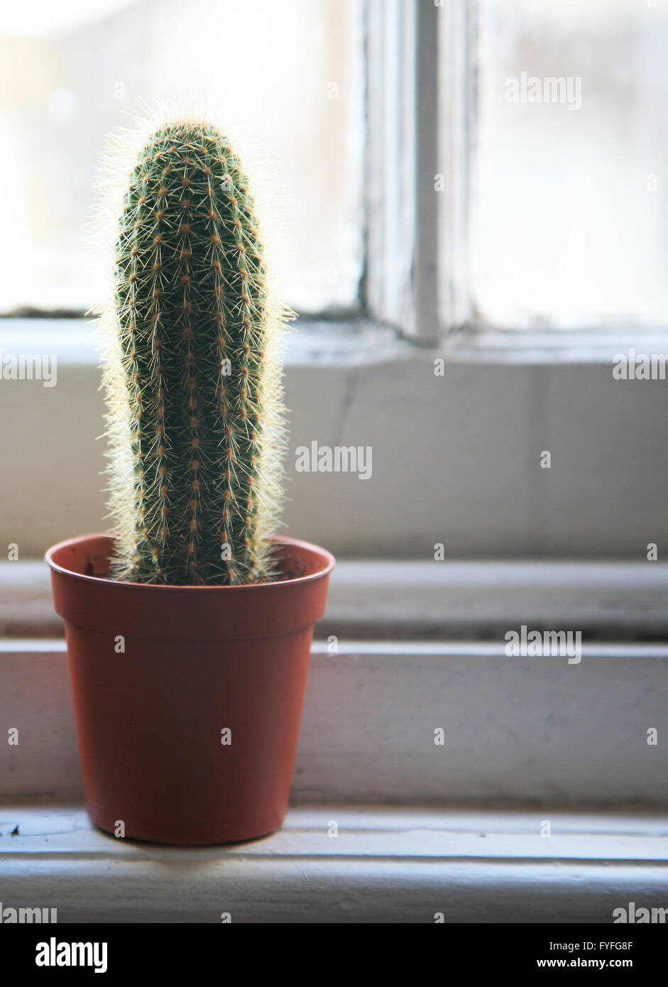 Cactus d'intérieur d'usine Banque D'Images