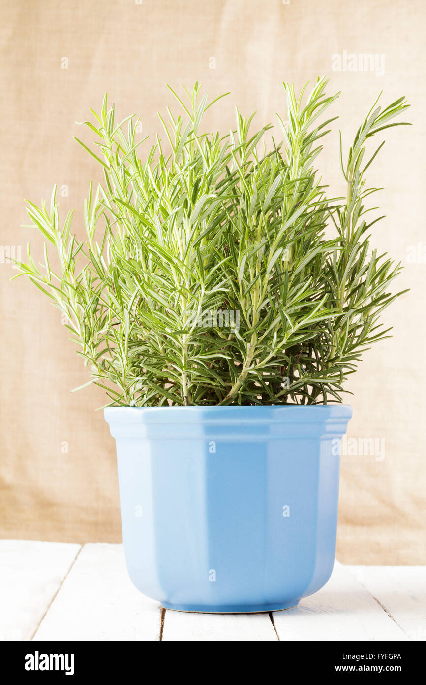 Romarin Rosmarinus officinalis, plante en pot Banque D'Images