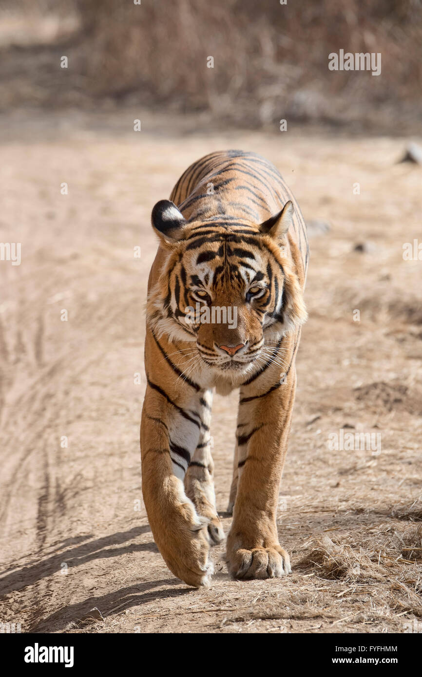 Royal tigre du Bengale (Panthera tigris tigris) marcher le long de la route, le parc national de Ranthambore, Rajasthan, Inde Banque D'Images