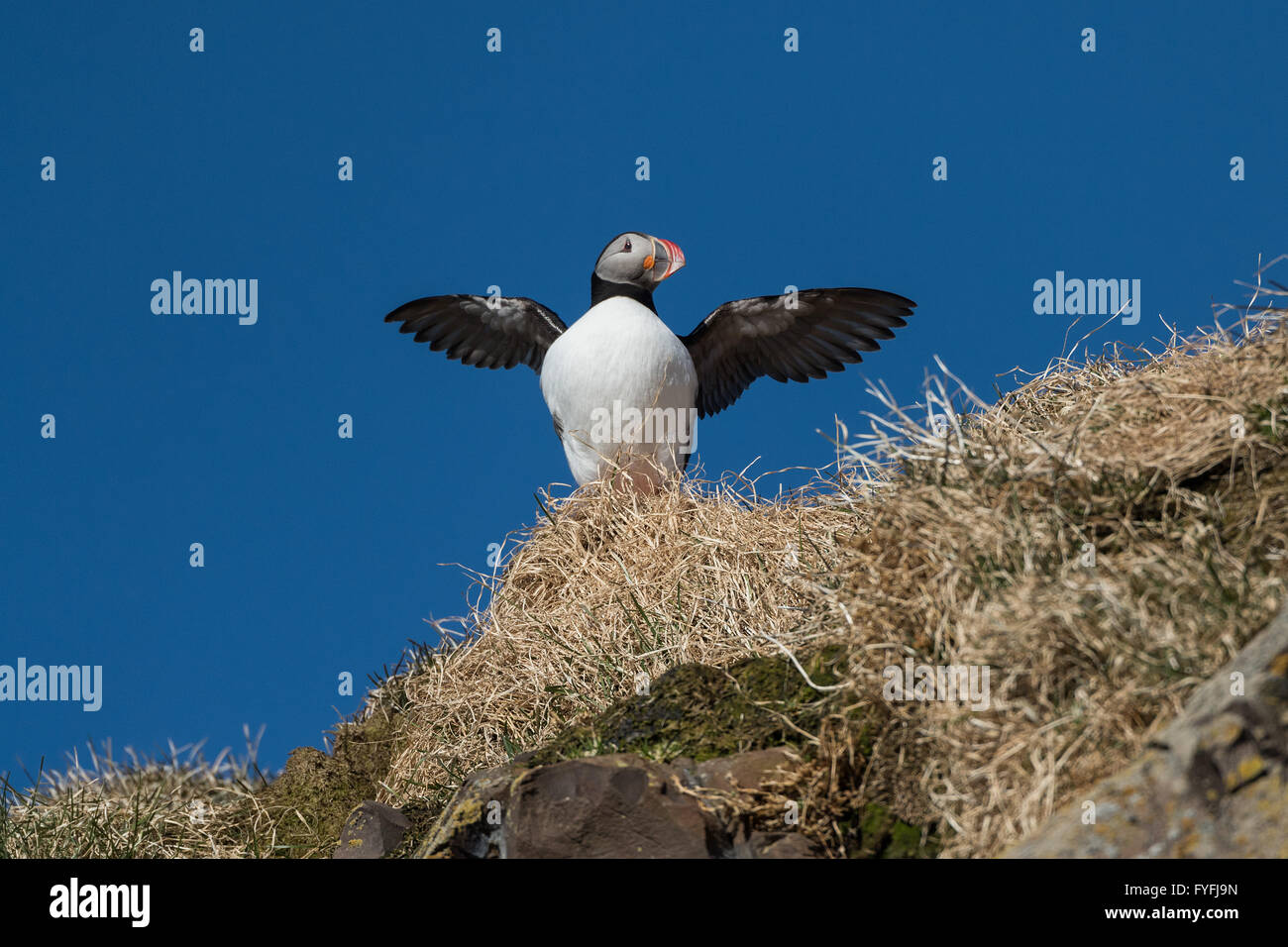 Macareux moine (Fratercula arctica), Borgarfjördur, Islande Banque D'Images