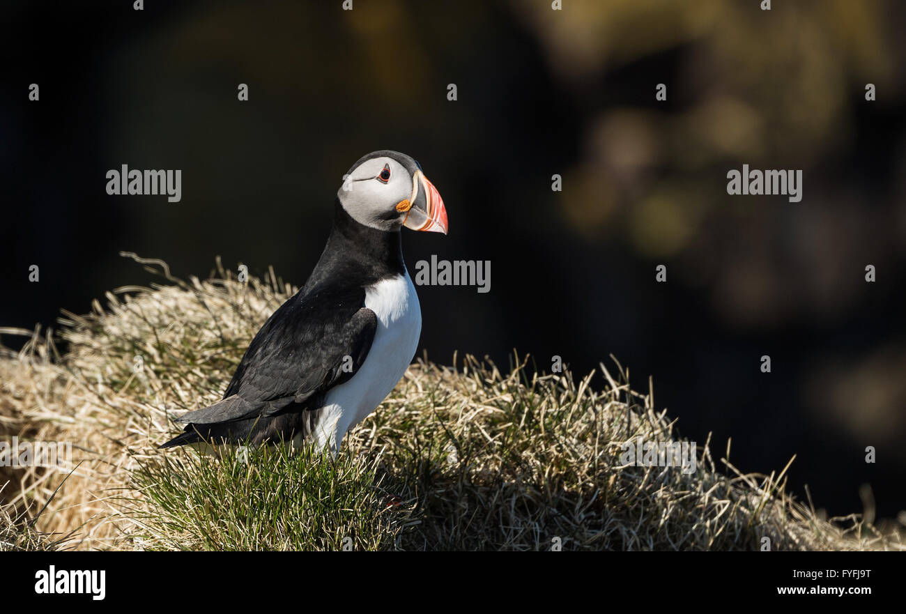 Macareux moine (Fratercula arctica), Borgarfjördur, Islande Banque D'Images