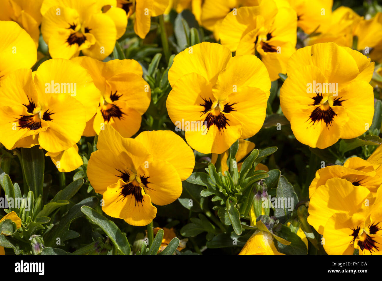 Horned pensées (Viola Cornuta 'Twix jaune avec des yeux), Bade-Wurtemberg, Allemagne Banque D'Images