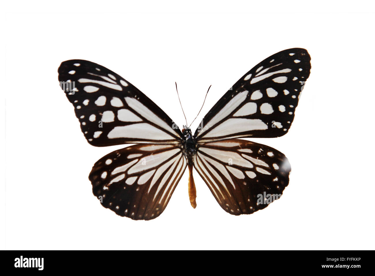 papillon Banque D'Images