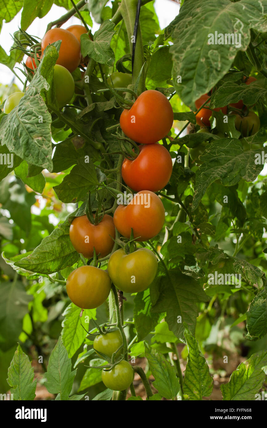 La tomate (Solanum lycopersicum) les cultures en serre. Photographié en Israël Banque D'Images
