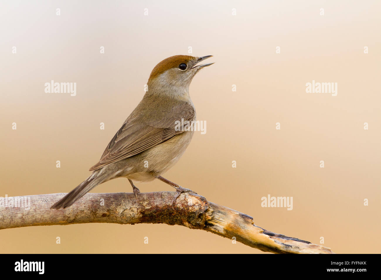 Eurasian Blackcap (Sylvia atricapilla) femelle sur une branche, désert du Néguev, Israël Banque D'Images