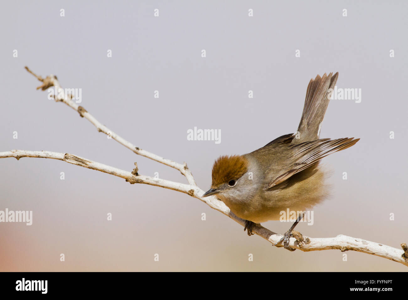 Eurasian Blackcap (Sylvia atricapilla) femelle sur une branche, désert du Néguev, Israël Banque D'Images