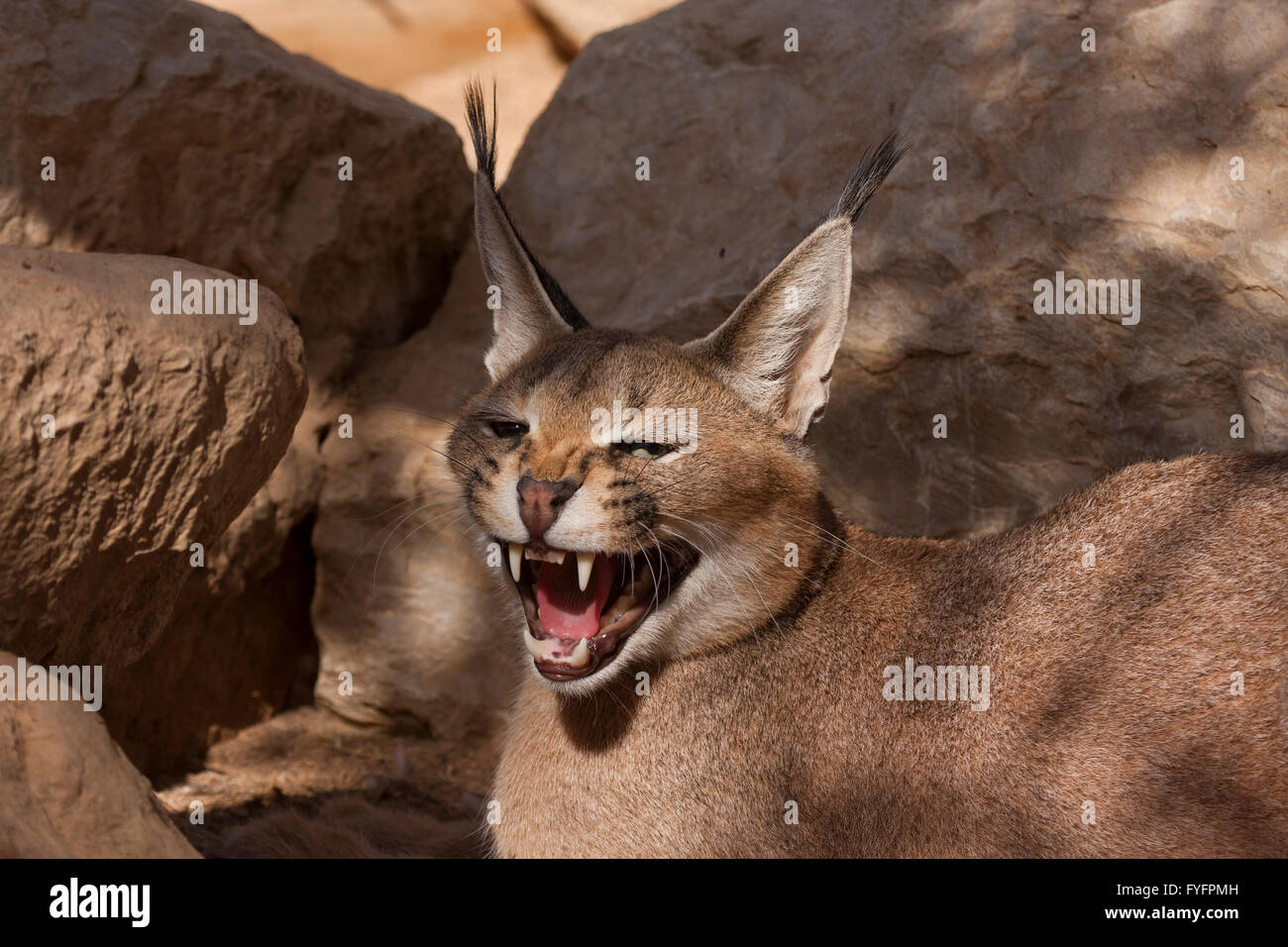 Caracal (Caracal caracal), également connu sous le nom de Desert Lynx, est un chat sauvage qui est distribué à travers l'Afrique, l'Asie centrale et southwes Banque D'Images