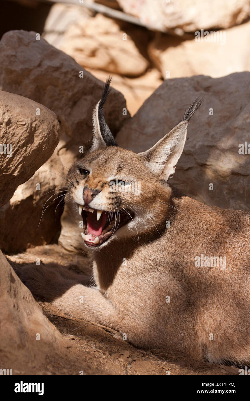 Caracal (Caracal caracal), également connu sous le nom de Desert Lynx, est un chat sauvage qui est distribué à travers l'Afrique, l'Asie centrale et southwes Banque D'Images