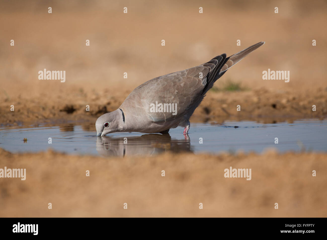 Tête (Streptopelia decaocto) de l'eau potable dans le désert du Néguev, Israël, Banque D'Images