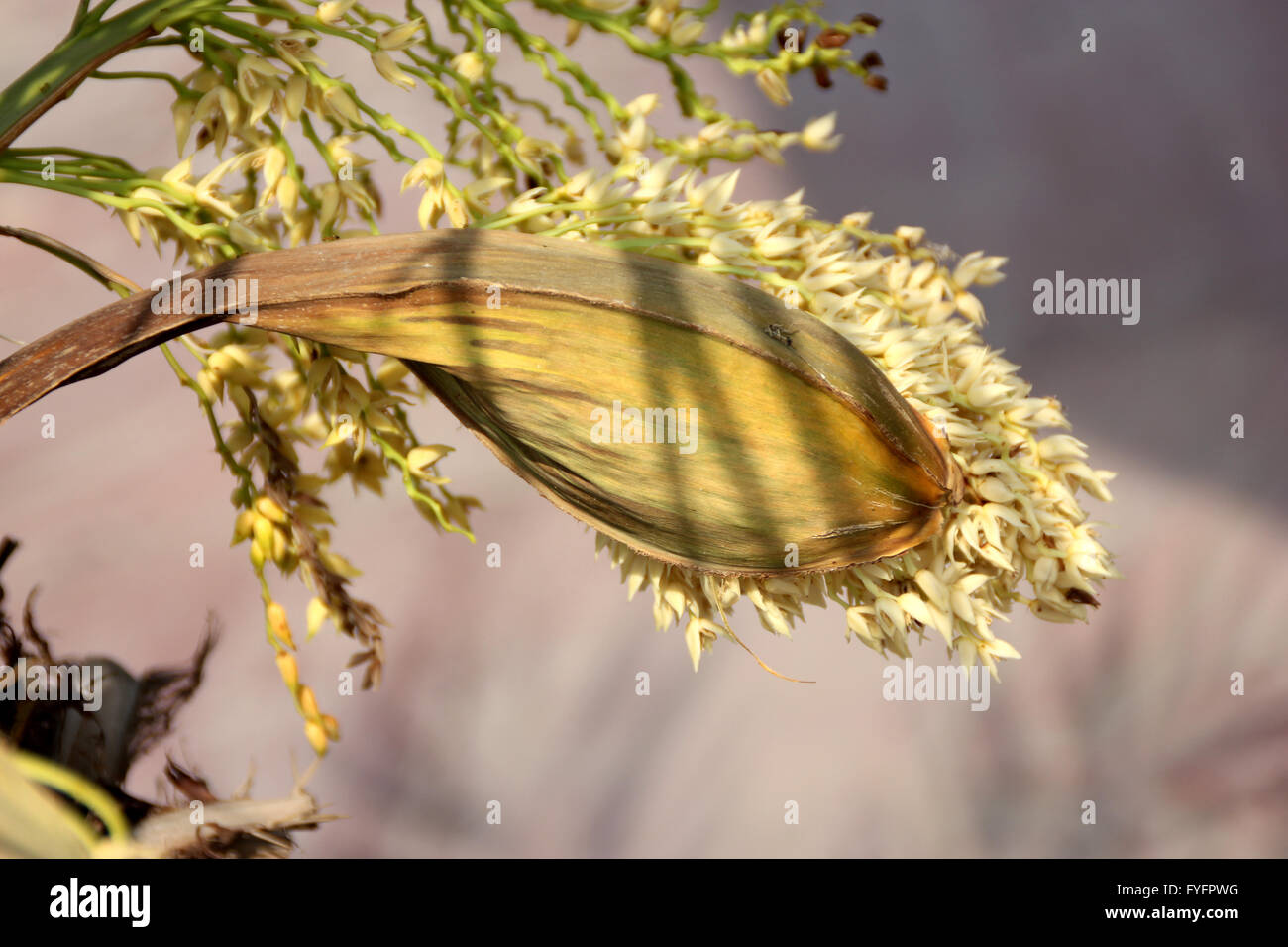 Phoenix roebelenii, Pygmy date palm, petites à moyennes avec des arbres à croissance lente des feuilles composées pennées et petites fleurs Banque D'Images